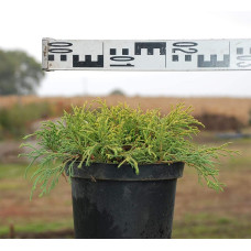 Кипарисовик горохоплідний Санголд | Chamaecyparis pisifera Sungold | Кипарисовик горохоплодный Санголд
