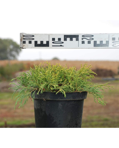 Кипарисовик горохоплідний Санголд | Chamaecyparis pisifera Sungold | Кипарисовик горохоплодный Санголд