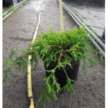 Кипарисовик горохоплідний Санголд | Chamaecyparis pisifera Sungold | Кипарисовик горохоплодный Санголд