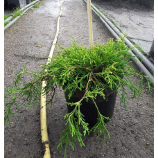 Кипарисовик горохоплідний Санголд | Chamaecyparis pisifera Sungold | Кипарисовик горохоплодный Санголд