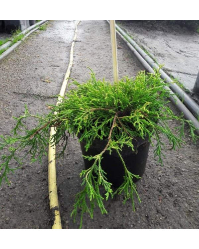 Кипарисовик горохоплідний Санголд | Chamaecyparis pisifera Sungold | Кипарисовик горохоплодный Санголд