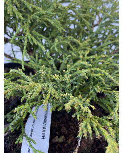 Кипарисовик горохоплідний Санголд | Chamaecyparis pisifera Sungold | Кипарисовик горохоплодный Санголд