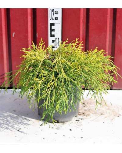Кипарисовик горохоплідний Санголд | Chamaecyparis pisifera Sungold | Кипарисовик горохоплодный Санголд