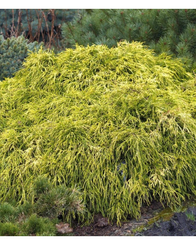 Кипарисовик горохоплідний Санголд | Chamaecyparis pisifera Sungold | Кипарисовик горохоплодный Санголд
