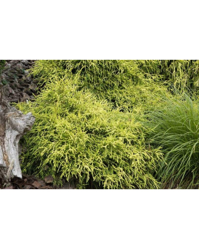 Кипарисовик горохоплідний Санголд | Chamaecyparis pisifera Sungold | Кипарисовик горохоплодный Санголд