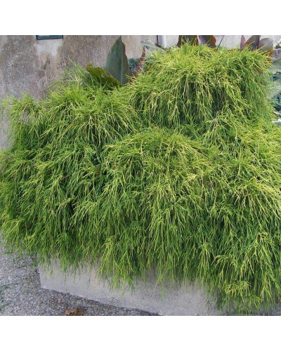 Кипарисовик горохоплідний Санголд | Chamaecyparis pisifera Sungold | Кипарисовик горохоплодный Санголд
