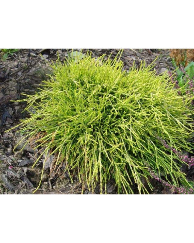 Кипарисовик горохоплідний Санголд | Chamaecyparis pisifera Sungold | Кипарисовик горохоплодный Санголд