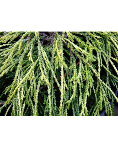 Кипарисовик горохоплідний Санголд | Chamaecyparis pisifera Sungold | Кипарисовик горохоплодный Санголд