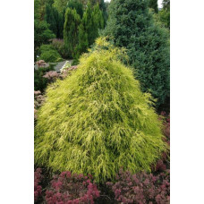 Кипарисовик горохоплідний Філіфера Ауреа | Chamaecyparis pisifera Filifera Aurea | Кипарисовик горохоплодный Филифера Ауреа