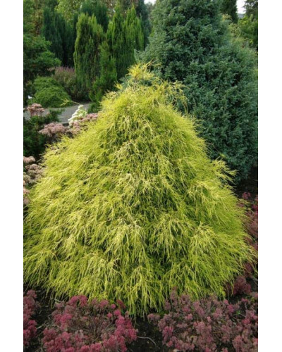 Кипарисовик горохоплідний Філіфера Ауреа | Chamaecyparis pisifera Filifera Aurea | Кипарисовик горохоплодный Филифера Ауреа
