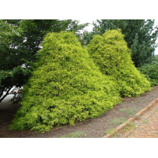 Кипарисовик горохоплідний Філіфера Ауреа | Chamaecyparis pisifera Filifera Aurea | Кипарисовик горохоплодный Филифера Ауреа