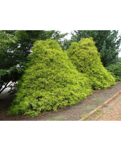 Кипарисовик горохоплідний Філіфера Ауреа | Chamaecyparis pisifera Filifera Aurea | Кипарисовик горохоплодный Филифера Ауреа