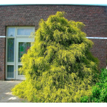 Кипарисовик горохоплідний Філіфера Ауреа | Chamaecyparis pisifera Filifera Aurea | Кипарисовик горохоплодный Филифера Ауреа