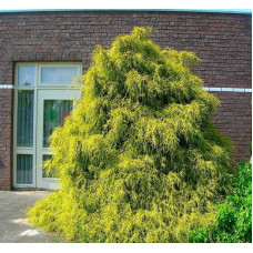 Кипарисовик горохоплідний Філіфера Ауреа | Chamaecyparis pisifera Filifera Aurea | Кипарисовик горохоплодный Филифера Ауреа