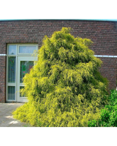 Кипарисовик горохоплідний Філіфера Ауреа | Chamaecyparis pisifera Filifera Aurea | Кипарисовик горохоплодный Филифера Ауреа