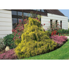 Кипарисовик горохоплідний Філіфера Ауреа | Chamaecyparis pisifera Filifera Aurea | Кипарисовик горохоплодный Филифера Ауреа