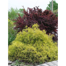 Кипарисовик горохоплідний Філіфера Ауреа | Chamaecyparis pisifera Filifera Aurea | Кипарисовик горохоплодный Филифера Ауреа