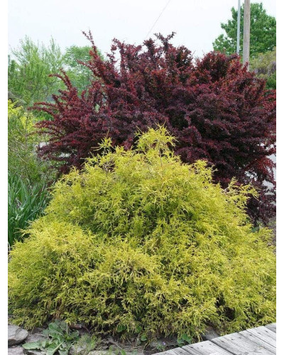 Кипарисовик горохоплідний Філіфера Ауреа | Chamaecyparis pisifera Filifera Aurea | Кипарисовик горохоплодный Филифера Ауреа