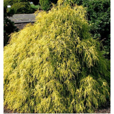 Кипарисовик горохоплідний Філіфера Ауреа | Chamaecyparis pisifera Filifera Aurea | Кипарисовик горохоплодный Филифера Ауреа