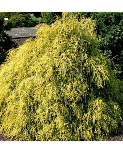 Кипарисовик горохоплідний Філіфера Ауреа | Chamaecyparis pisifera Filifera Aurea | Кипарисовик горохоплодный Филифера Ауреа