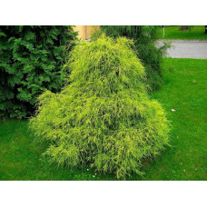 Кипарисовик горохоплідний Філіфера Ауреа | Chamaecyparis pisifera Filifera Aurea | Кипарисовик горохоплодный Филифера Ауреа