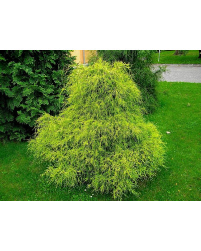 Кипарисовик горохоплідний Філіфера Ауреа | Chamaecyparis pisifera Filifera Aurea | Кипарисовик горохоплодный Филифера Ауреа