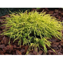 Кипарисовик горохоплідний Філіфера Ауреа | Chamaecyparis pisifera Filifera Aurea | Кипарисовик горохоплодный Филифера Ауреа