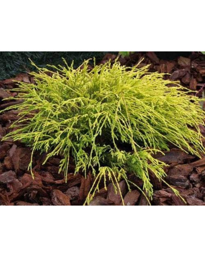 Кипарисовик горохоплідний Філіфера Ауреа | Chamaecyparis pisifera Filifera Aurea | Кипарисовик горохоплодный Филифера Ауреа