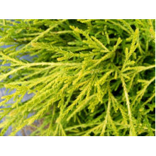 Кипарисовик горохоплідний Філіфера Ауреа | Chamaecyparis pisifera Filifera Aurea | Кипарисовик горохоплодный Филифера Ауреа