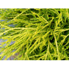 Кипарисовик горохоплідний Філіфера Ауреа | Chamaecyparis pisifera Filifera Aurea | Кипарисовик горохоплодный Филифера Ауреа