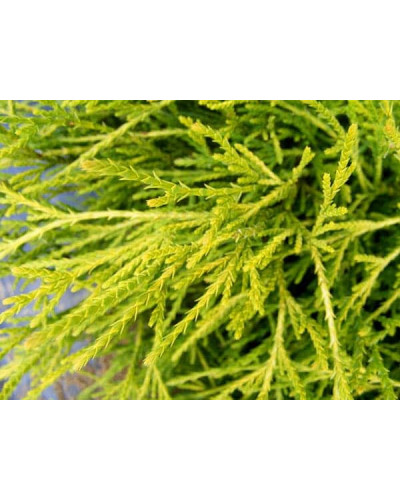 Кипарисовик горохоплідний Філіфера Ауреа | Chamaecyparis pisifera Filifera Aurea | Кипарисовик горохоплодный Филифера Ауреа