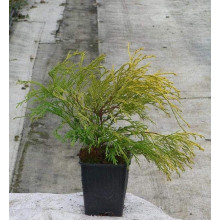 Кипарисовик горохоплідний Філіфера Ауреа | Chamaecyparis pisifera Filifera Aurea | Кипарисовик горохоплодный Филифера Ауреа