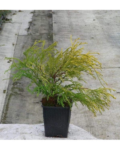 Кипарисовик горохоплідний Філіфера Ауреа | Chamaecyparis pisifera Filifera Aurea | Кипарисовик горохоплодный Филифера Ауреа