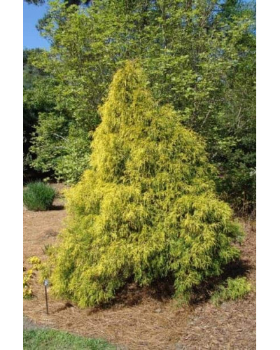 Кипарисовик горохоплідний Філіфера Ауреа | Chamaecyparis pisifera Filifera Aurea | Кипарисовик горохоплодный Филифера Ауреа