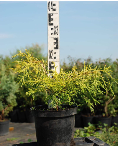 Кипарисовик горохоплідний Філіфера Ауреа | Chamaecyparis pisifera Filifera Aurea | Кипарисовик горохоплодный Филифера Ауреа