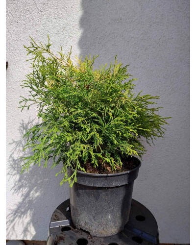 Кипарисовик горохоплідний Філіфера Ауреа | Chamaecyparis pisifera Filifera Aurea | Кипарисовик горохоплодный Филифера Ауреа