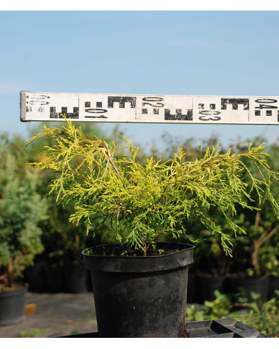 Кипарисовик горохоплідний Філіфера Ауреа | Chamaecyparis pisifera Filifera Aurea | Кипарисовик горохоплодный Филифера Ауреа