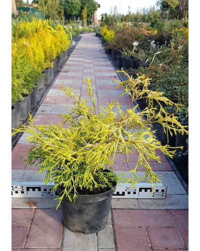 Кипарисовик горохоплідний Філіфера Ауреа | Chamaecyparis pisifera Filifera Aurea | Кипарисовик горохоплодный Филифера Ауреа
