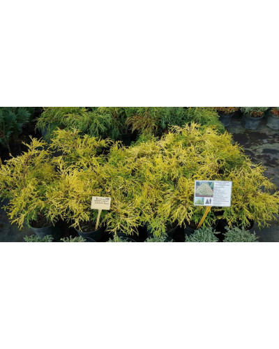 Кипарисовик горохоплідний Філіфера Ауреа | Chamaecyparis pisifera Filifera Aurea | Кипарисовик горохоплодный Филифера Ауреа