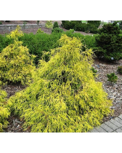 Кипарисовик горохоплідний Філіфера Ауреа | Chamaecyparis pisifera Filifera Aurea | Кипарисовик горохоплодный Филифера Ауреа