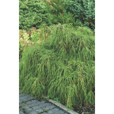 Кипарисовик горохоплідний Філіфера Нана | Chamaecyparis pisifera Filifera Nana | Кипарисовик горохоплодный Филифера Нана