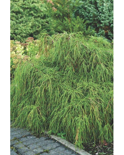 Кипарисовик горохоплідний Філіфера Нана | Chamaecyparis pisifera Filifera Nana | Кипарисовик горохоплодный Филифера Нана