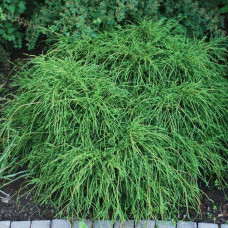 Кипарисовик горохоплідний Філіфера Нана | Chamaecyparis pisifera Filifera Nana | Кипарисовик горохоплодный Филифера Нана