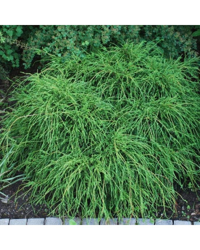 Кипарисовик горохоплідний Філіфера Нана | Chamaecyparis pisifera Filifera Nana | Кипарисовик горохоплодный Филифера Нана