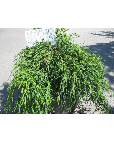 Кипарисовик горохоплідний Філіфера Нана | Chamaecyparis pisifera Filifera Nana | Кипарисовик горохоплодный Филифера Нана