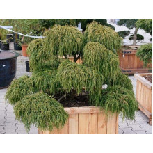 Кипарисовик горохоплідний Філіфера Нана | Chamaecyparis pisifera Filifera Nana | Кипарисовик горохоплодный Филифера Нана