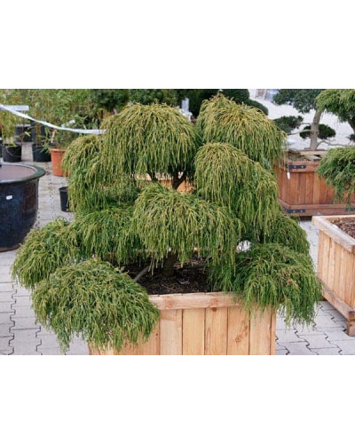 Кипарисовик горохоплідний Філіфера Нана | Chamaecyparis pisifera Filifera Nana | Кипарисовик горохоплодный Филифера Нана