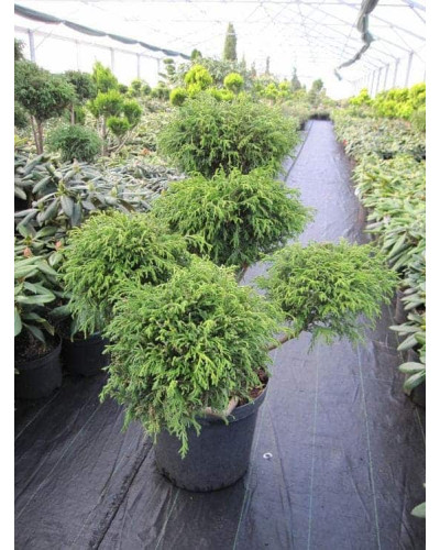 Кипарисовик горохоплідний Філіфера Нана | Chamaecyparis pisifera Filifera Nana | Кипарисовик горохоплодный Филифера Нана
