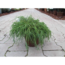 Кипарисовик горохоплідний Філіфера Нана | Chamaecyparis pisifera Filifera Nana | Кипарисовик горохоплодный Филифера Нана