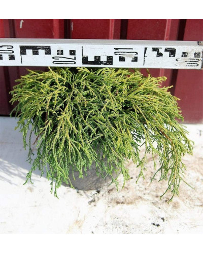 Кипарисовик горохоплідний Філіфера Нана | Chamaecyparis pisifera Filifera Nana | Кипарисовик горохоплодный Филифера Нана